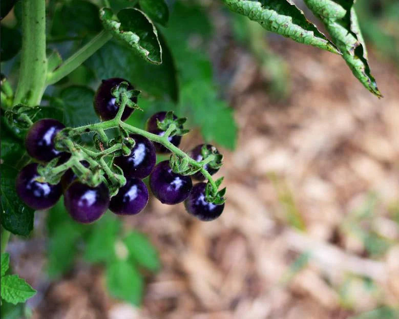 Planta de Tomate Blue Cherry