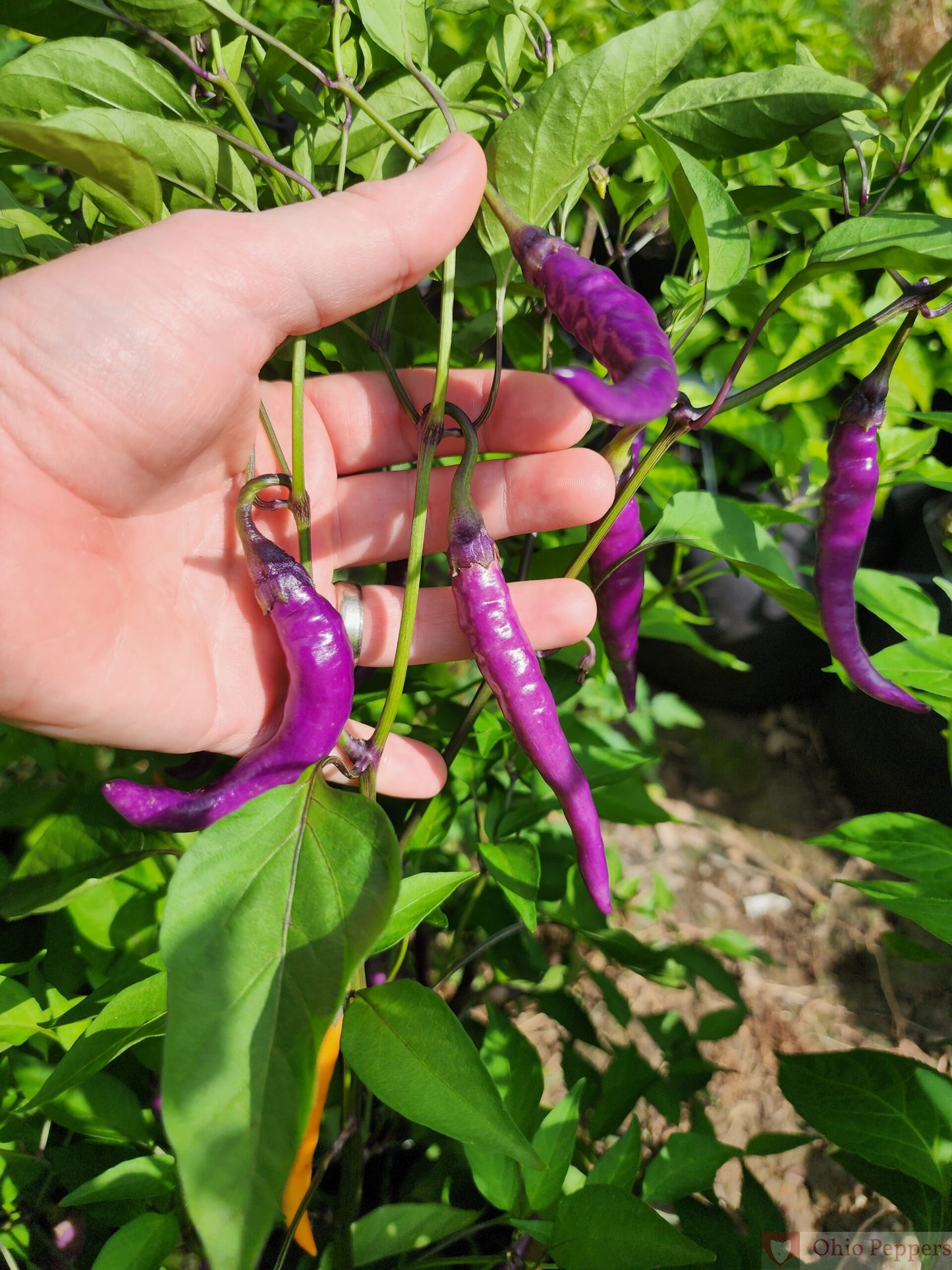 Pack Huertero Picante 19 Variedades