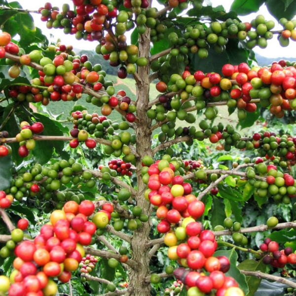 Árbol de Café
