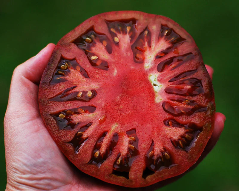 Planta de Tomate Cherokee Purple