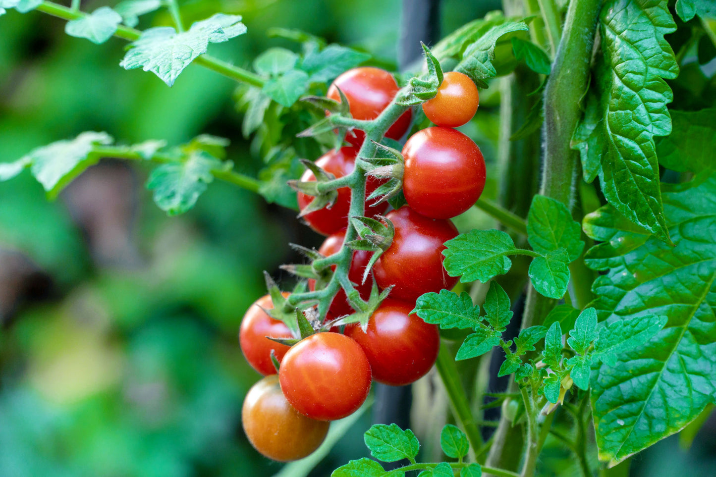 Plantin de Tomate Cherry Rojo