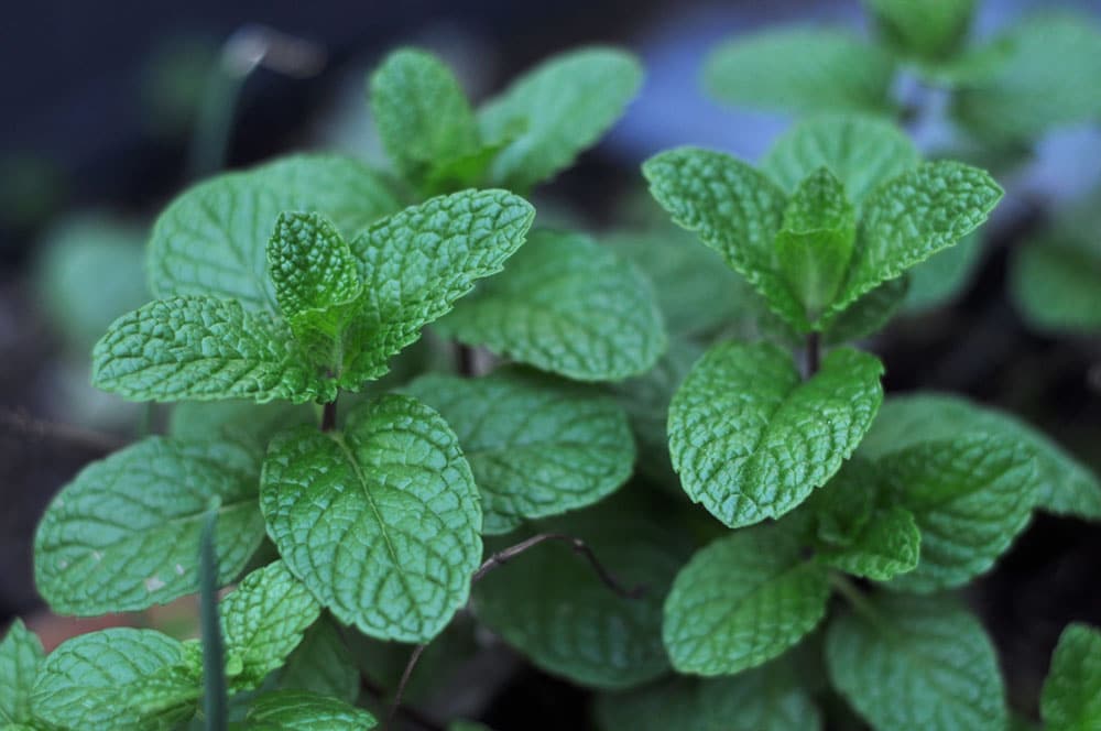 Planta de Menta Común Common mint