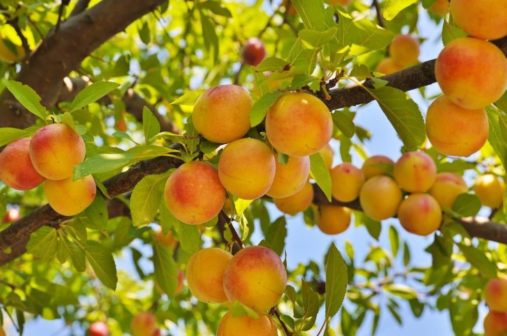 Árbol de Durazno