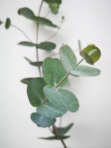Planta de Eucalipto Mentolado
