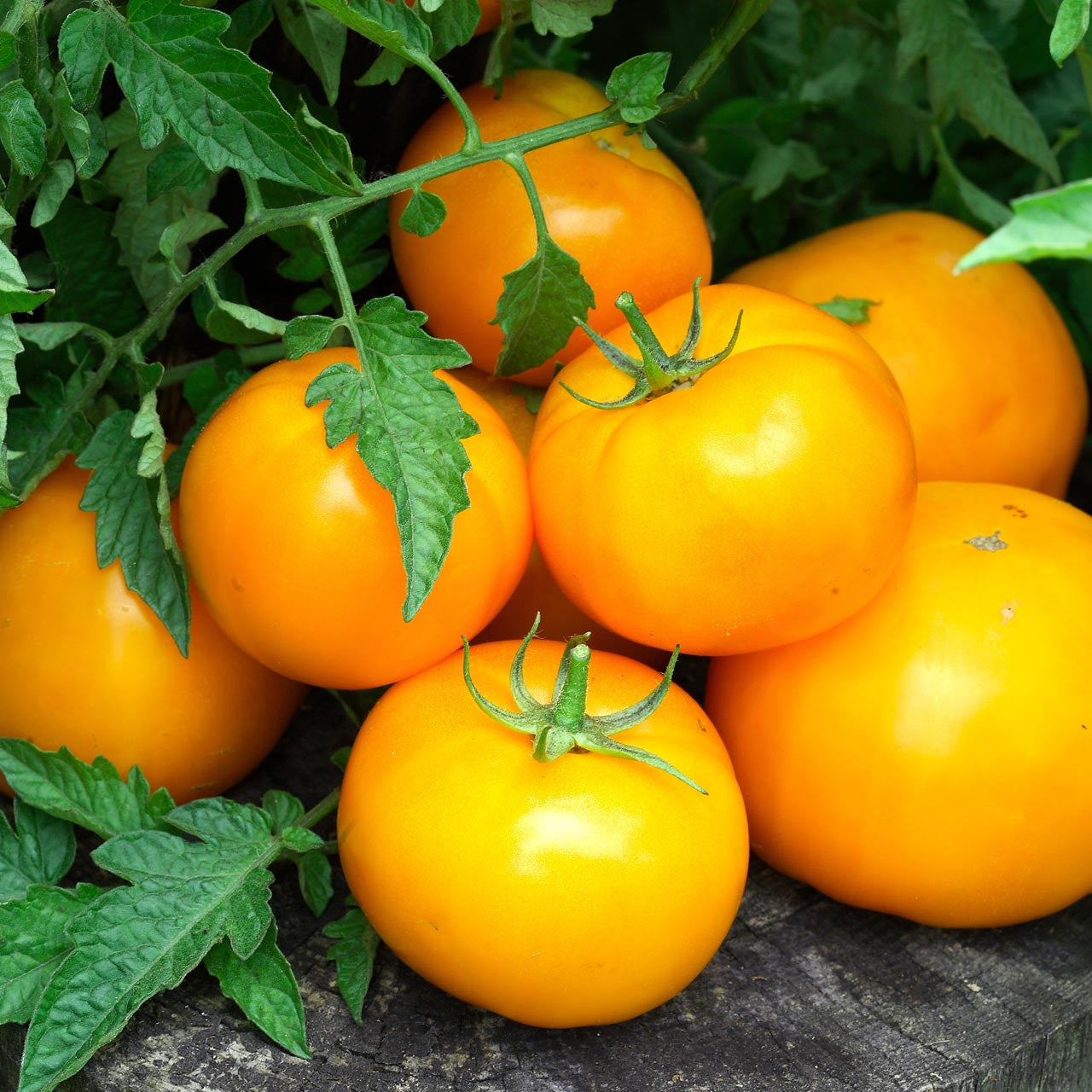 Planta de Tomate Golden Jubilee