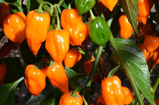 Planta de Ají Orange Habanero