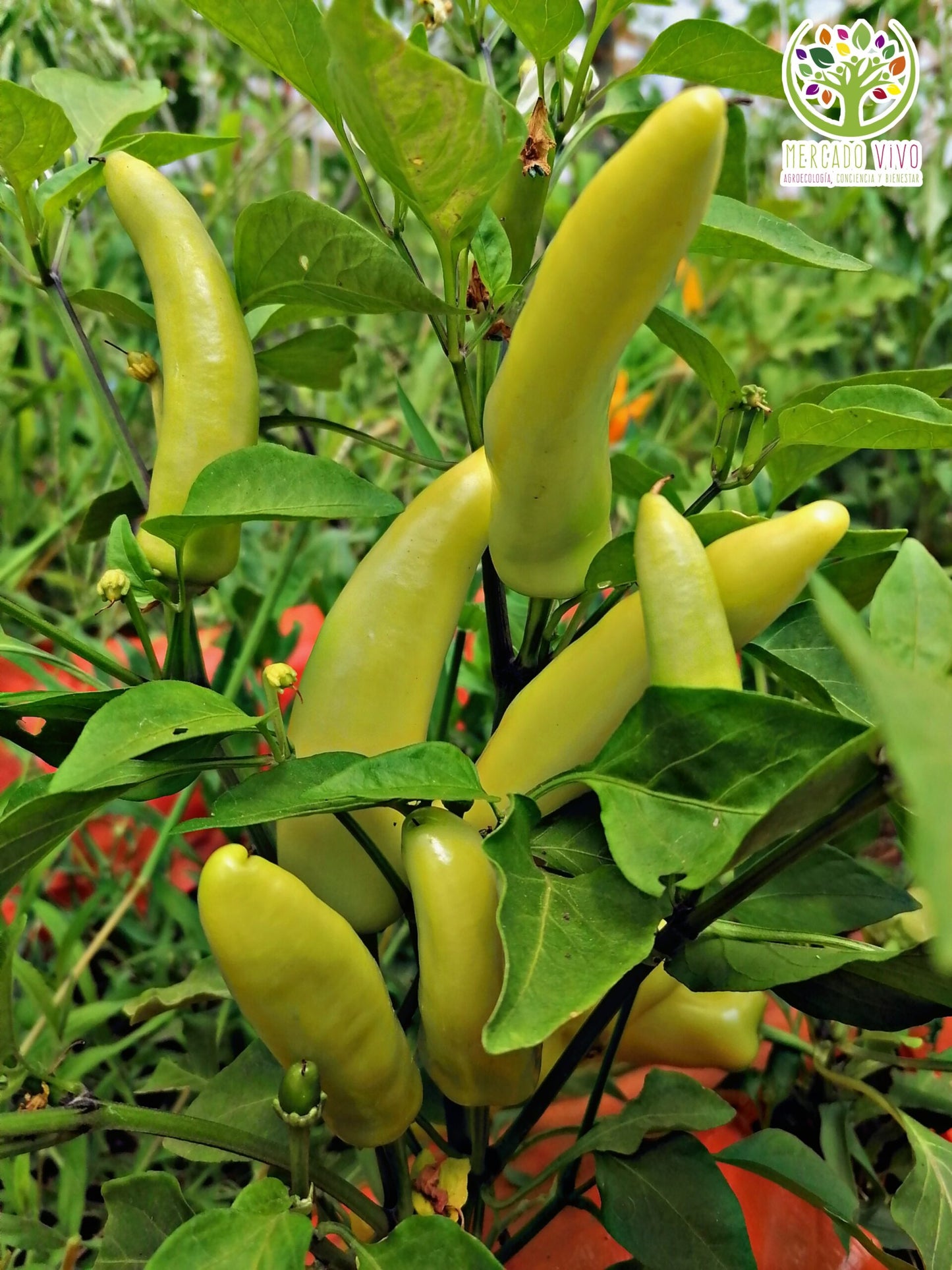 Planta de Ají Hungarian Hot Wax