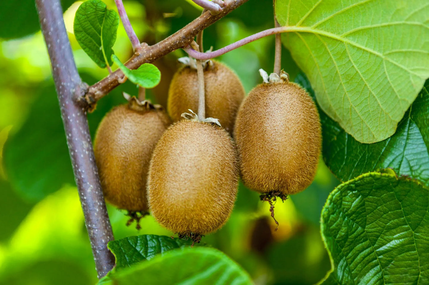 Planta de Kiwi