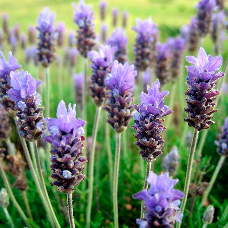 Planta de Lavanda