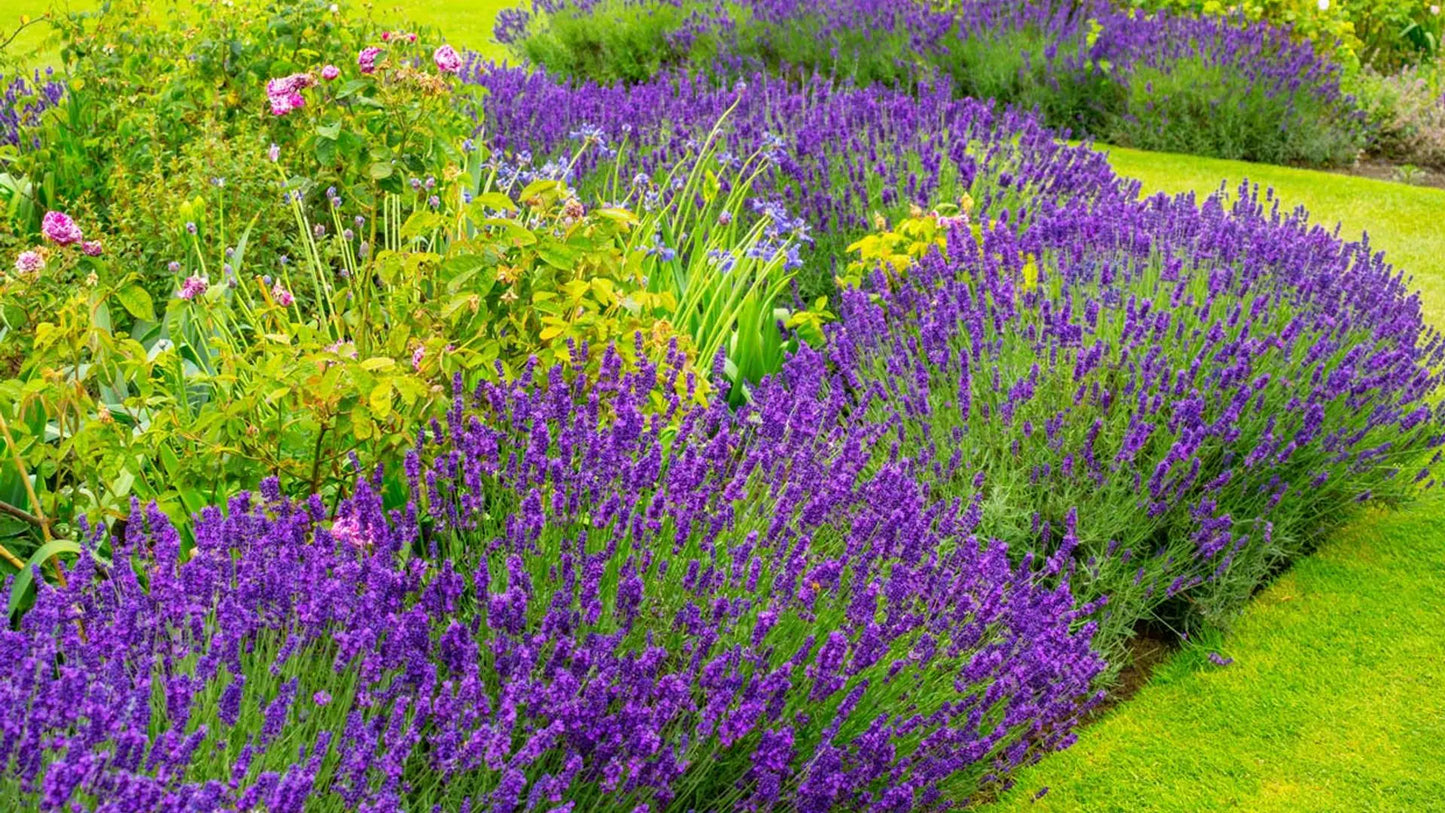 Planta de Lavanda