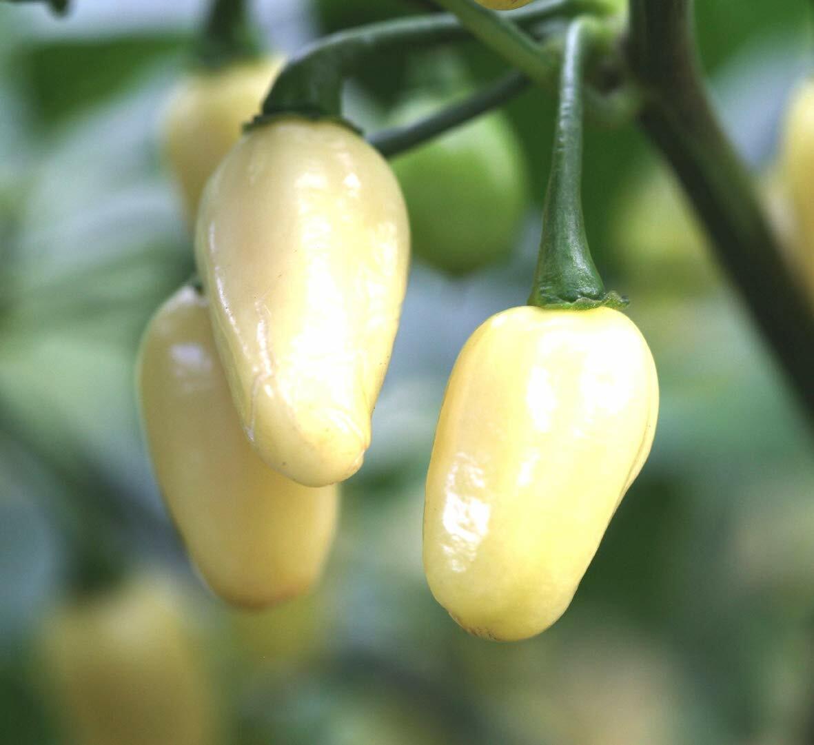 Planta de Ají Mini White Habanero