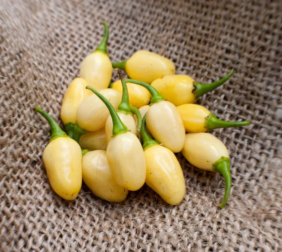 Planta de Ají Mini White Habanero