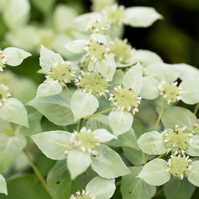 Planta de Menta de Montaña Mountain Mint