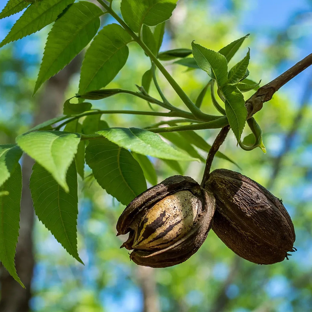 Árbol de Pecan