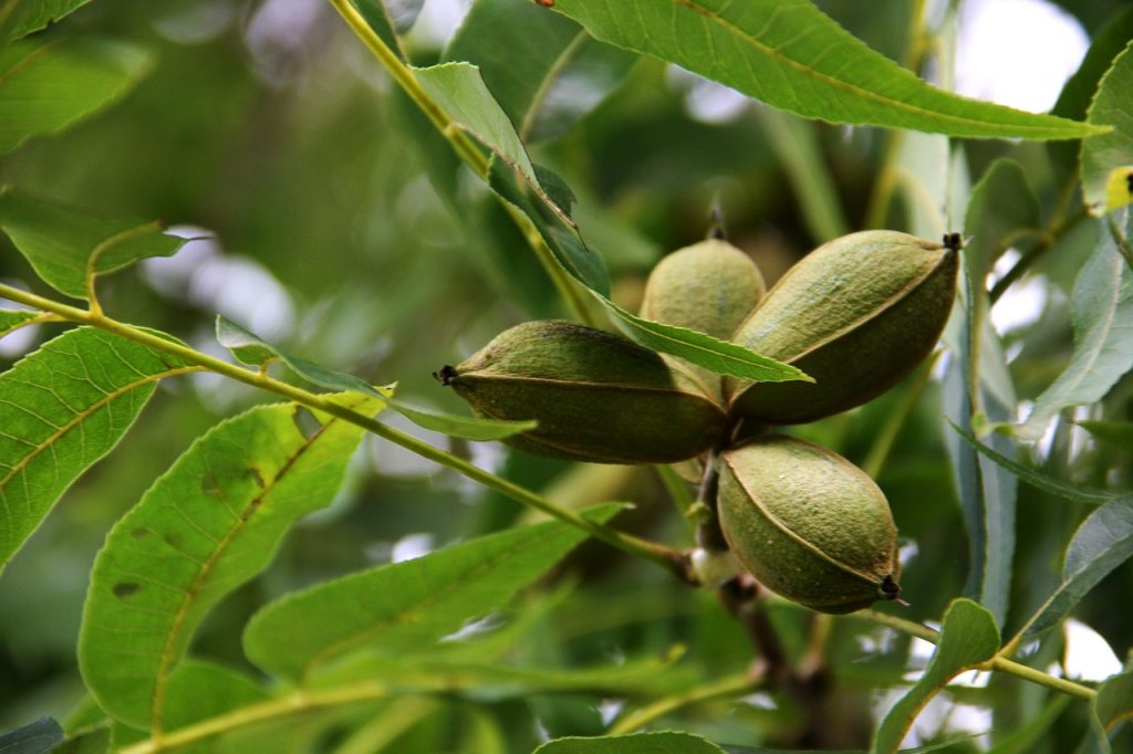 Árbol de Pecan