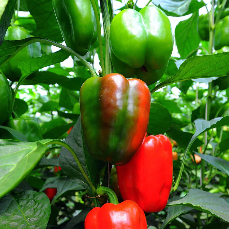 Planta de Locote Rojo Cal Wonder