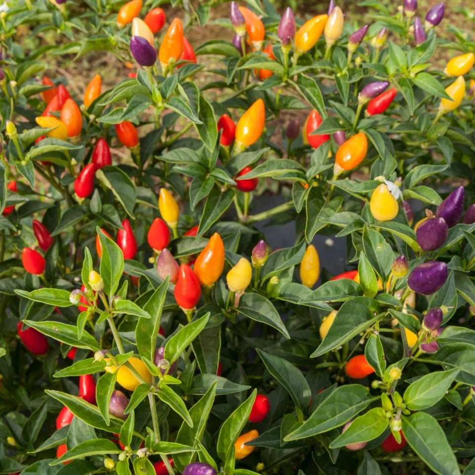 Planta de Ají Firecracker