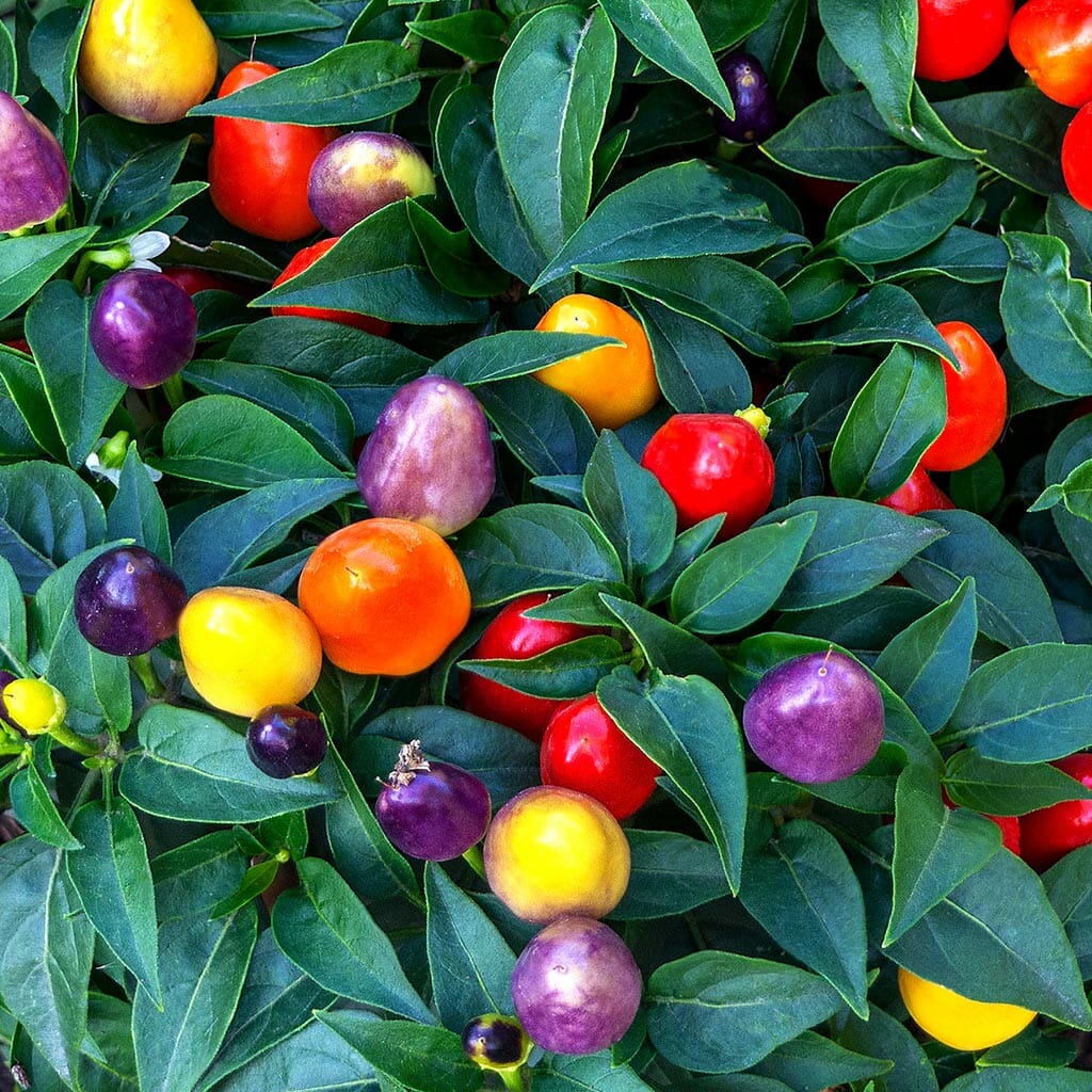 Planta de Ají Firecracker