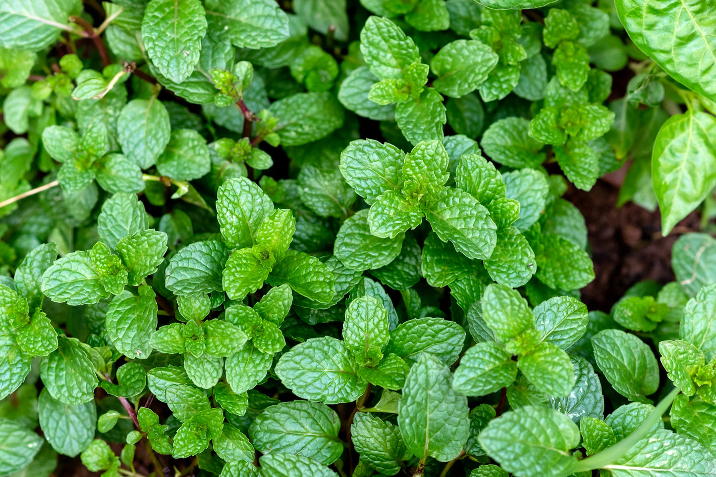 Planta de Menta Piperita Peppermint