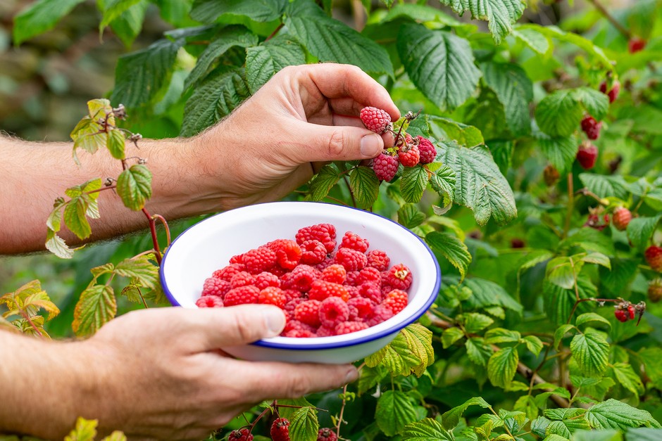 Planta de Frambuesa (Raspberry)