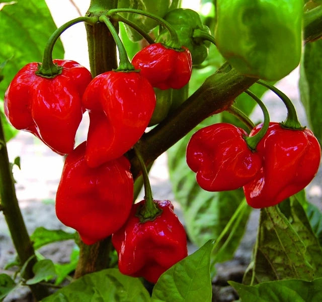 Planta de Ají Red Habanero