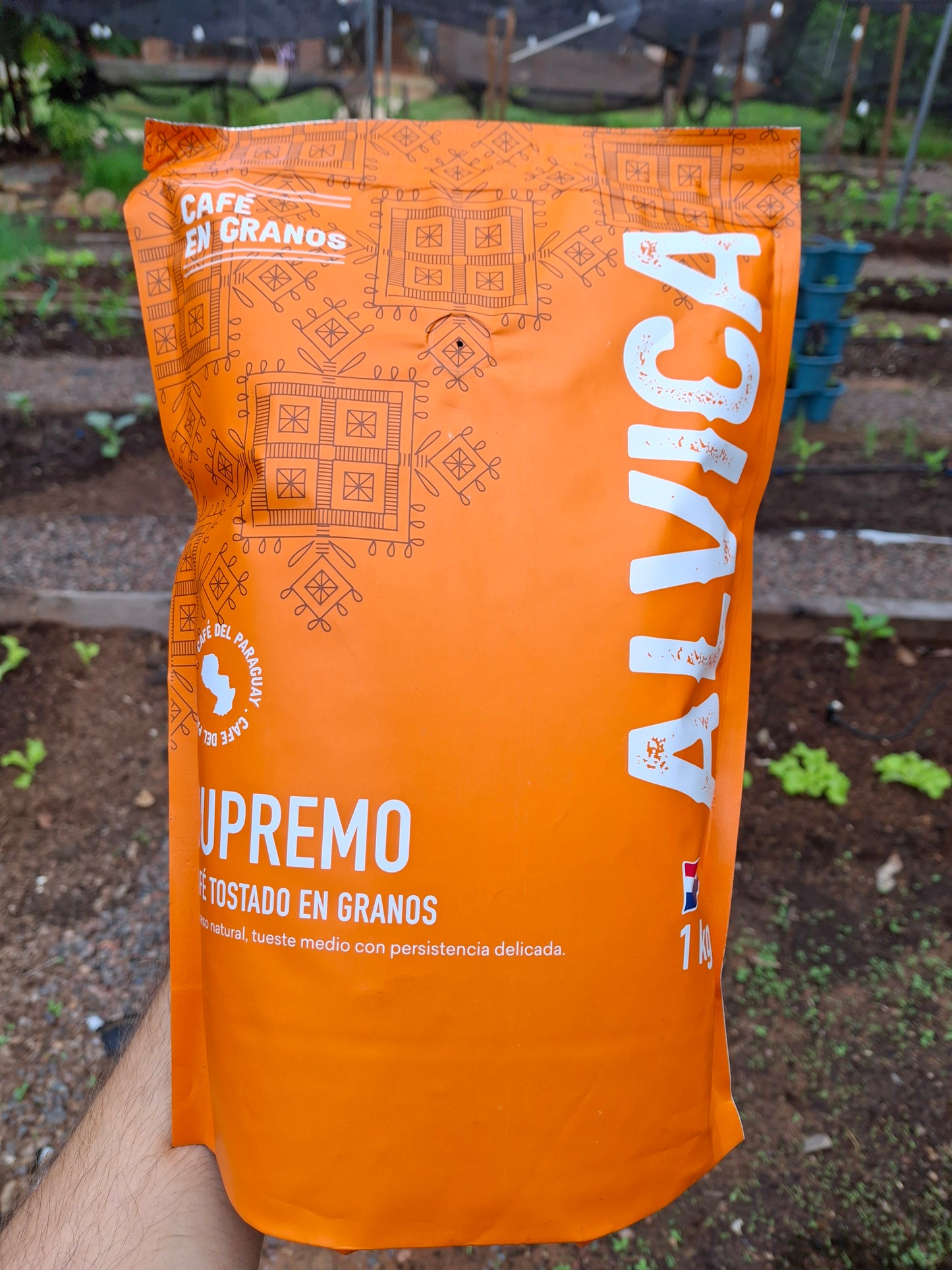 Café Alvica granos 1kg