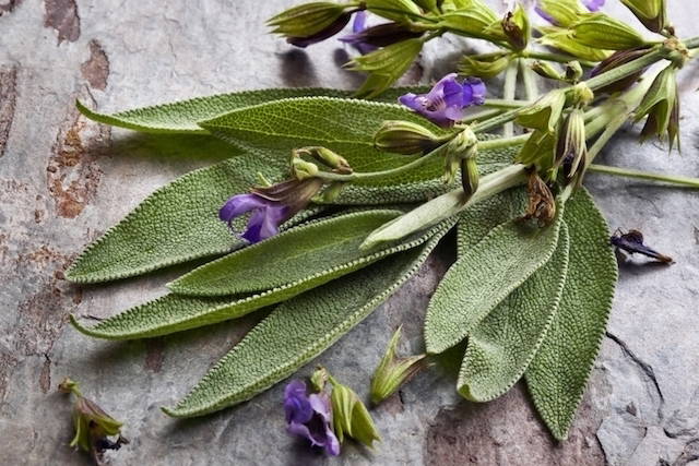 Planta de Salvia
