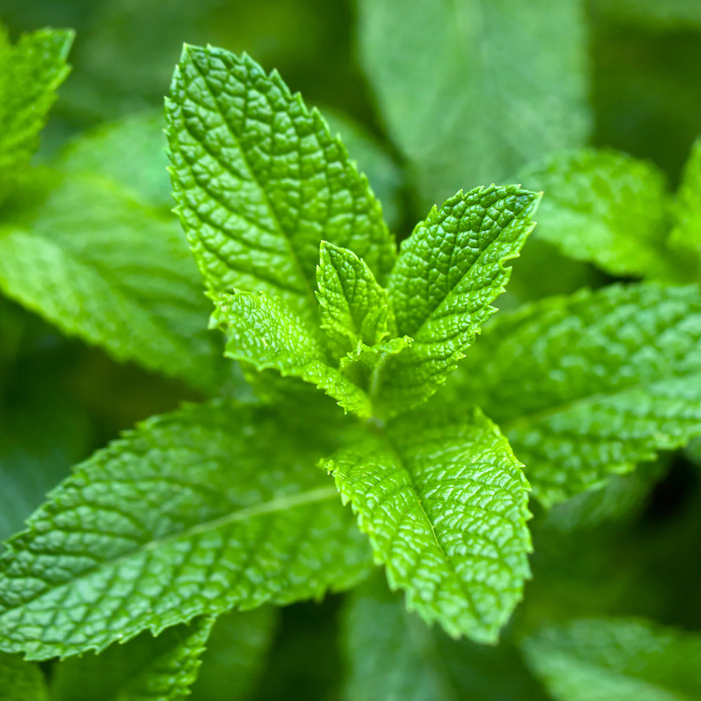 Planta de Menta Verde Spearmint