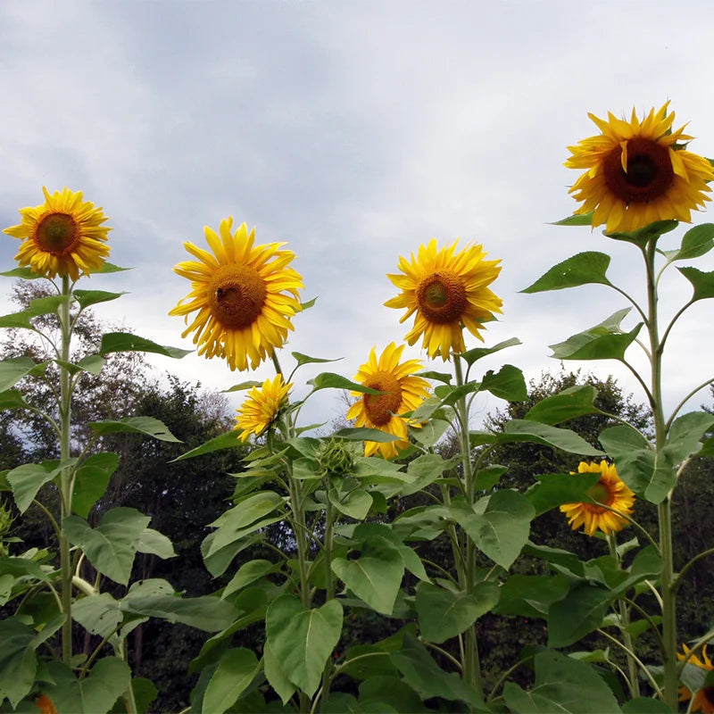 Planta de Girasol Gigante Mammoth Grey Stripe