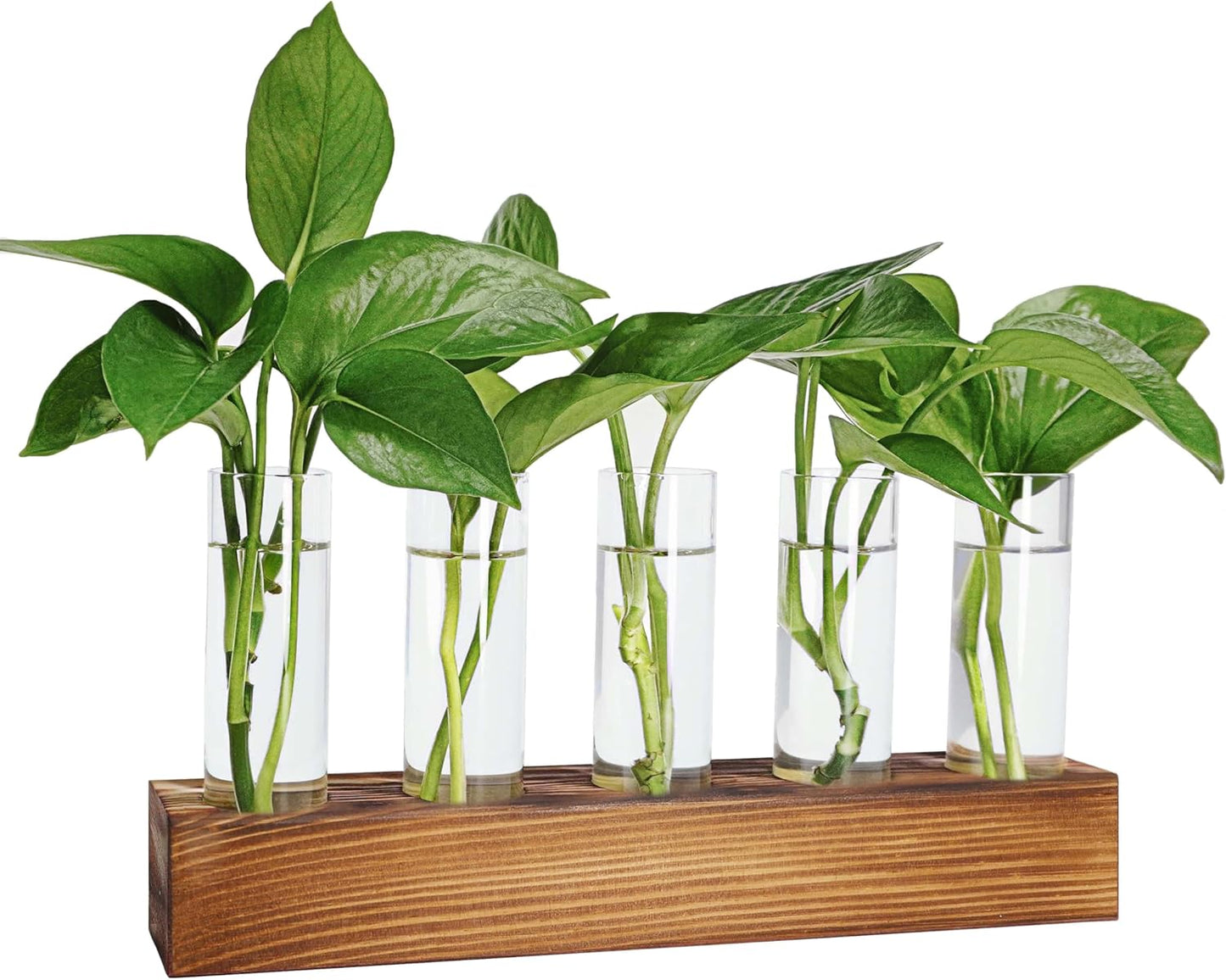 Renmxj Estación de propagación de plantas, terrario de plantas con soporte de madera 5 tubos de ensayo