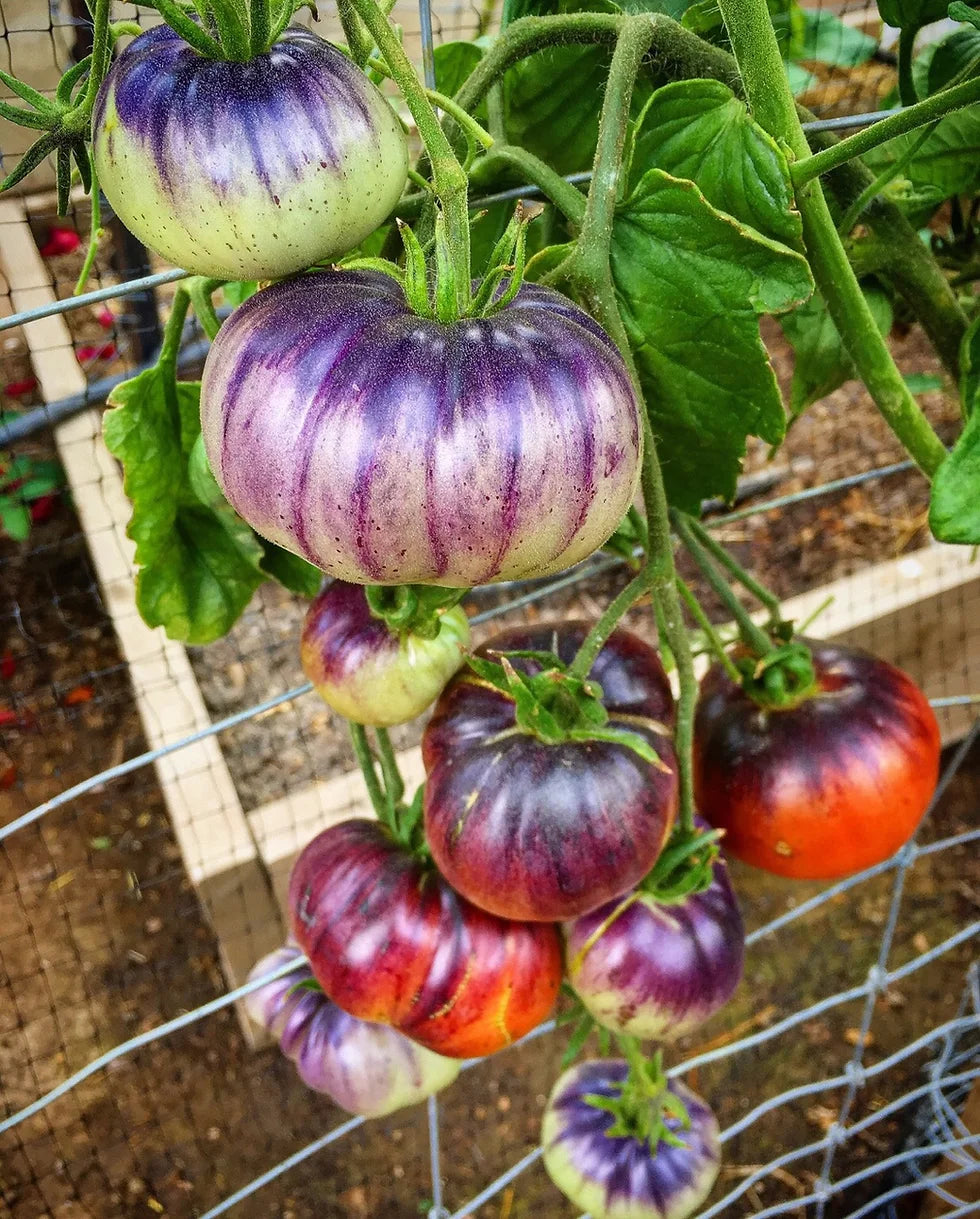 Planta de Tomate Blue Beauty