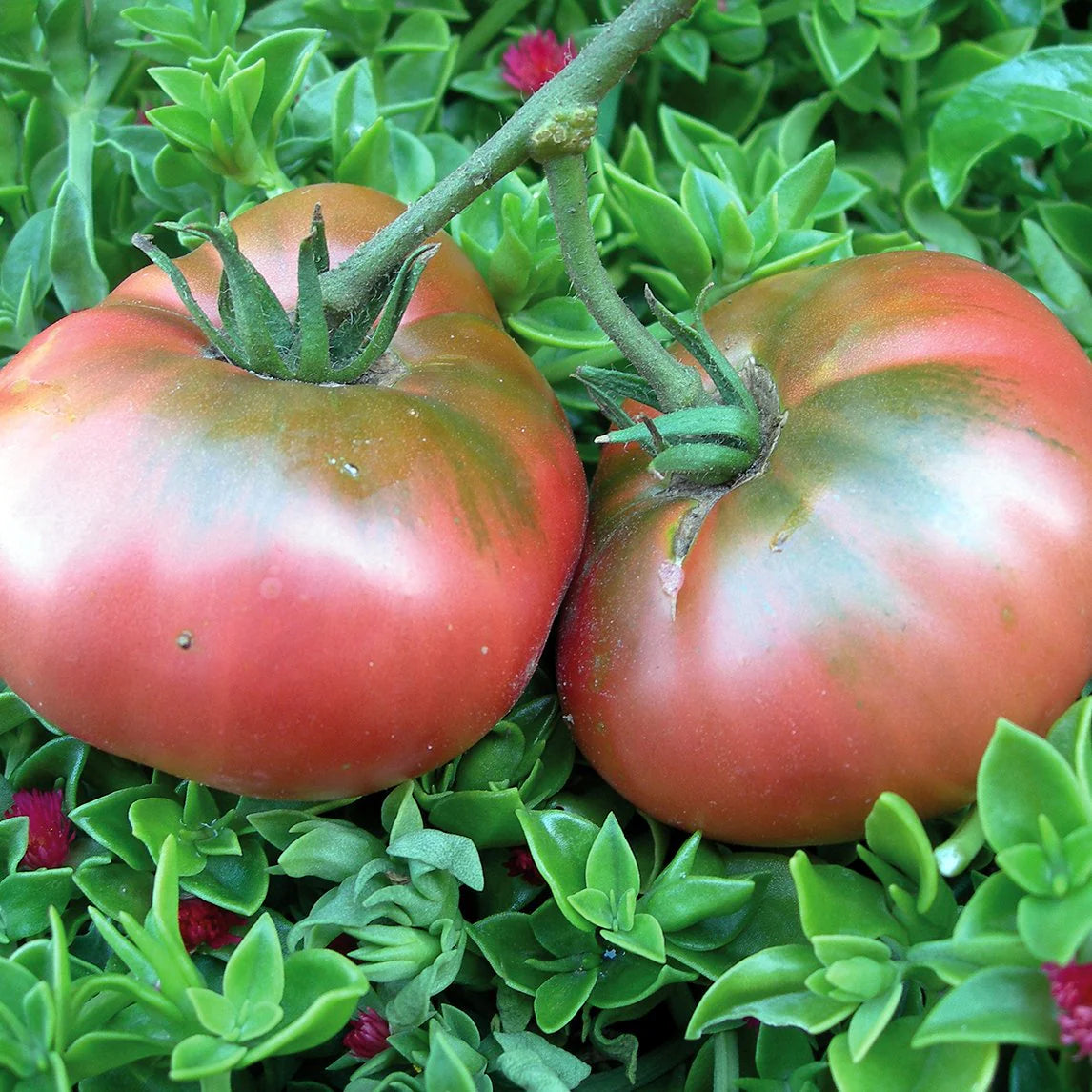 Planta de Tomate Brandywine Pink