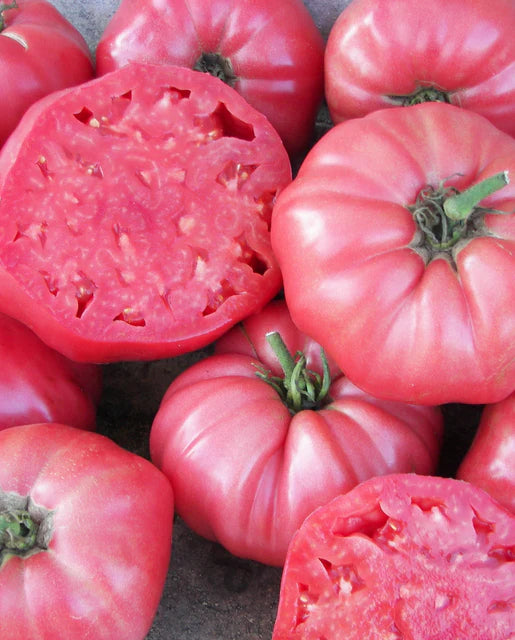 Planta de Tomate Brandywine Pink