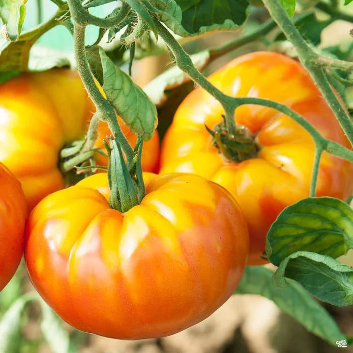 Planta de Tomate Pineapple
