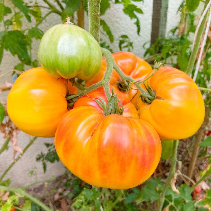 Planta de Tomate Pineapple