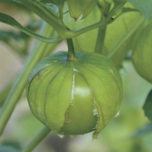 Planta de Tomate Tomatillo Grande Rio Verde