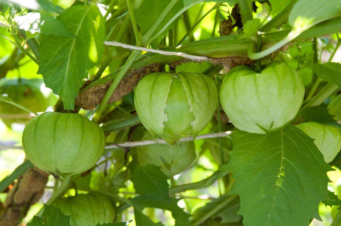 Planta de Tomate Tomatillo Toma Verde