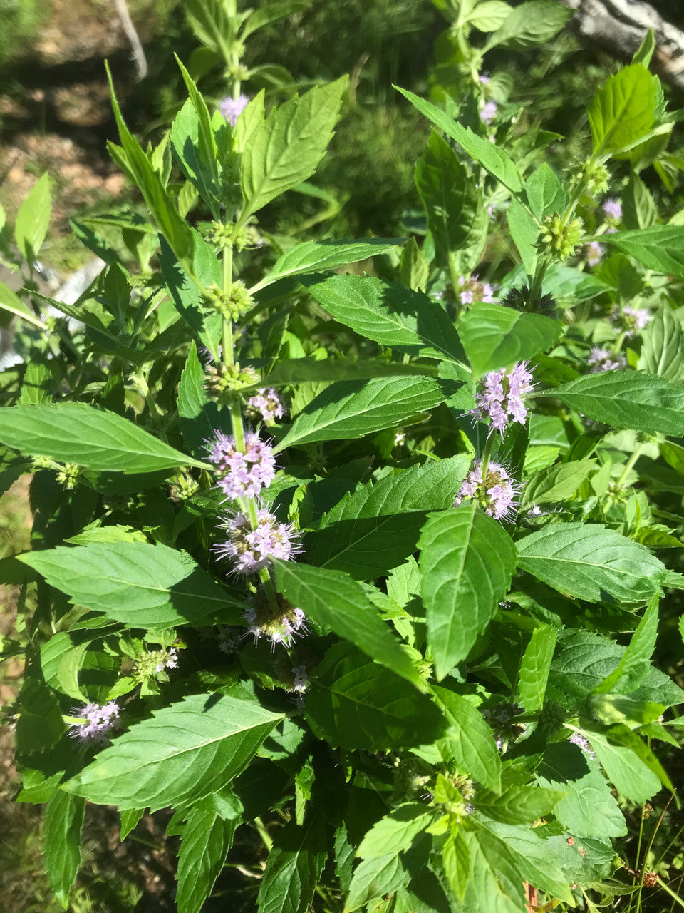 Planta de Menta Silvestre Wildmint