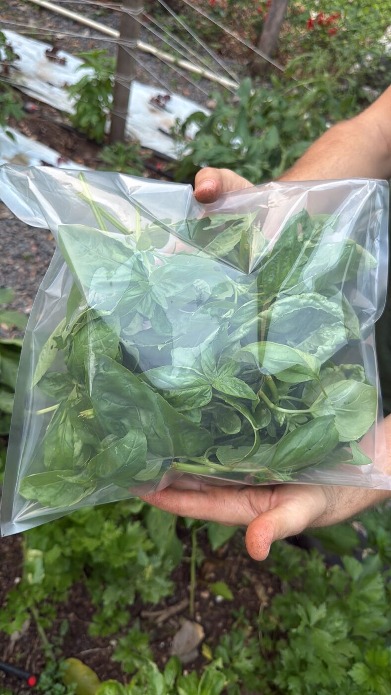 Mix de hojas recién cosechadas