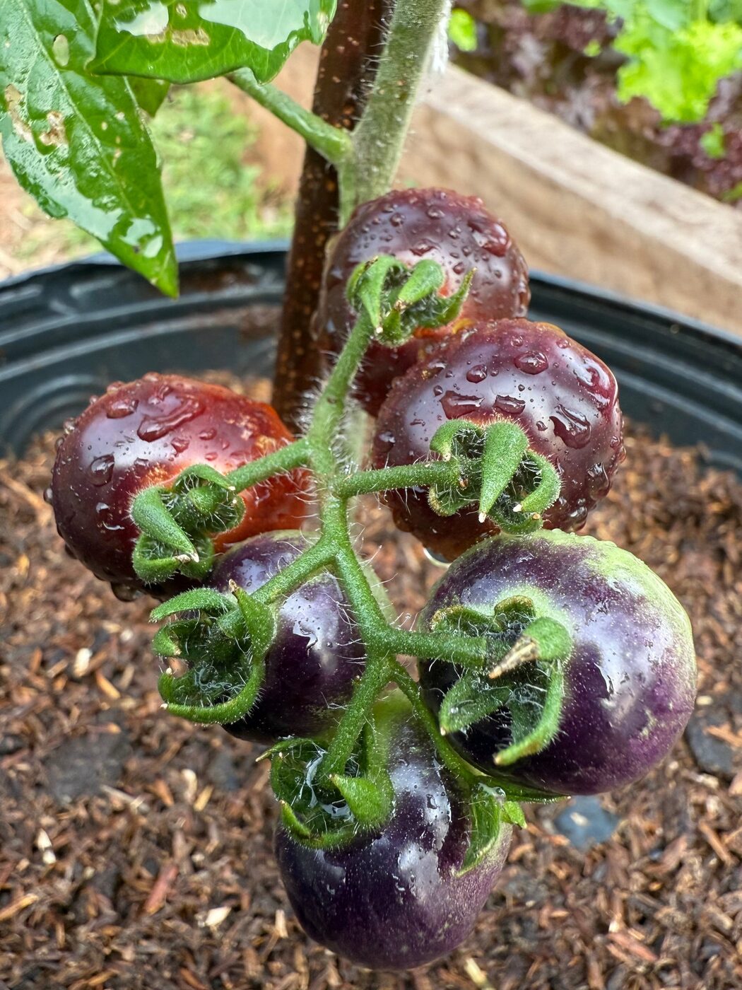 Tomates cherry madurando en la huerta