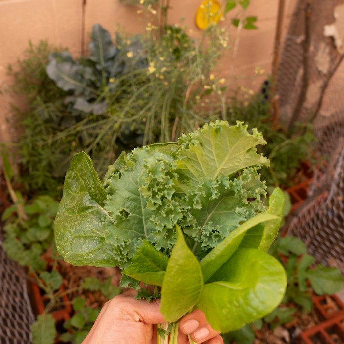 Hojas de kale recién cosechadas