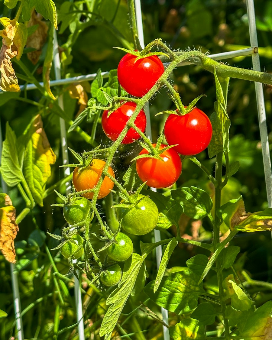Tomates cherry madurando en la planta