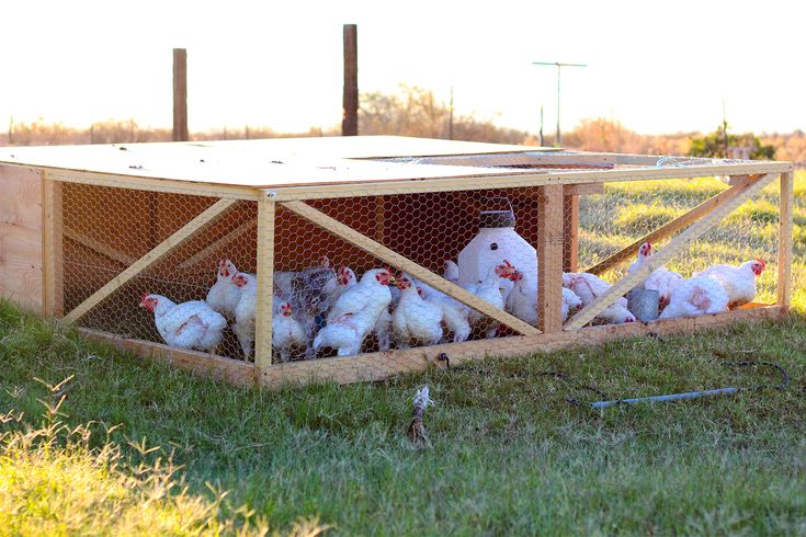 Crianza de Pollos Parrilleros en Casa: Una Alternativa Sostenible y Consciente