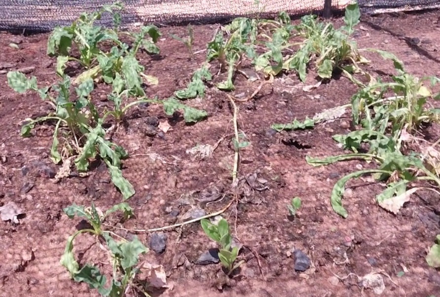 ¡Afrontando la Ola de Calor en la Granja!