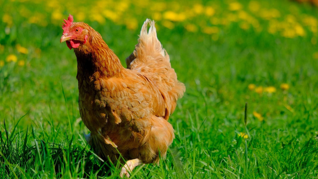 Cinco Beneficios de Tener Gallinas Ponedoras en tu Patio