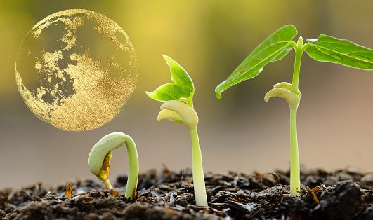 La Influencia de las Fases de la Luna en la Huerta: Mitos, Realidades y Prácticas Sostenibles