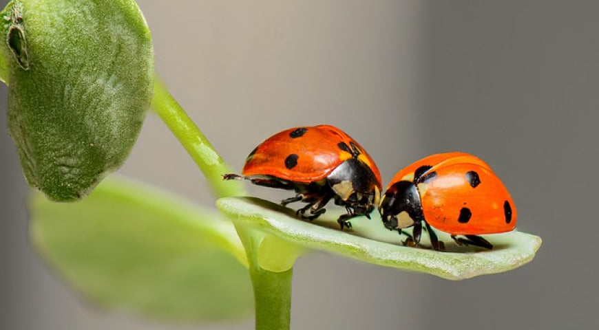 Insectos Benéficos en la Huerta: Aliados Naturales para una Agricultura Sostenible