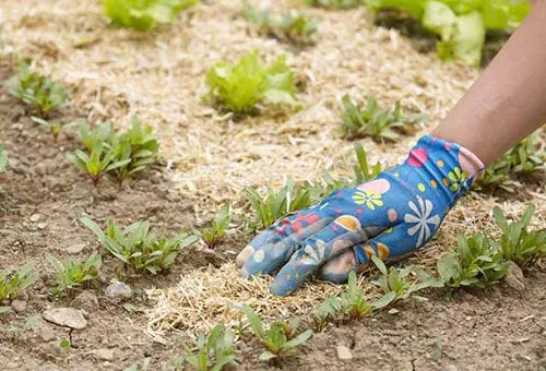 Acolchado en Climas Calurosos: Protegiendo y Potenciando tus Cultivos