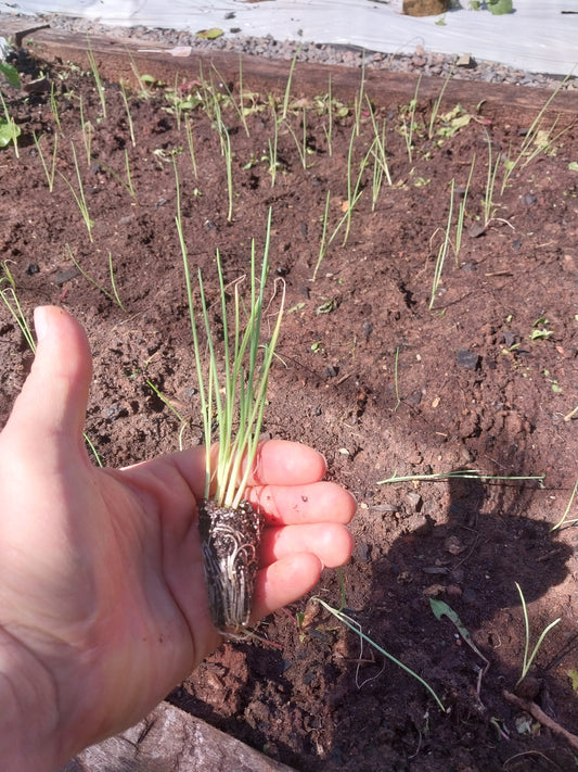 Plantin de Cebolla Blanca