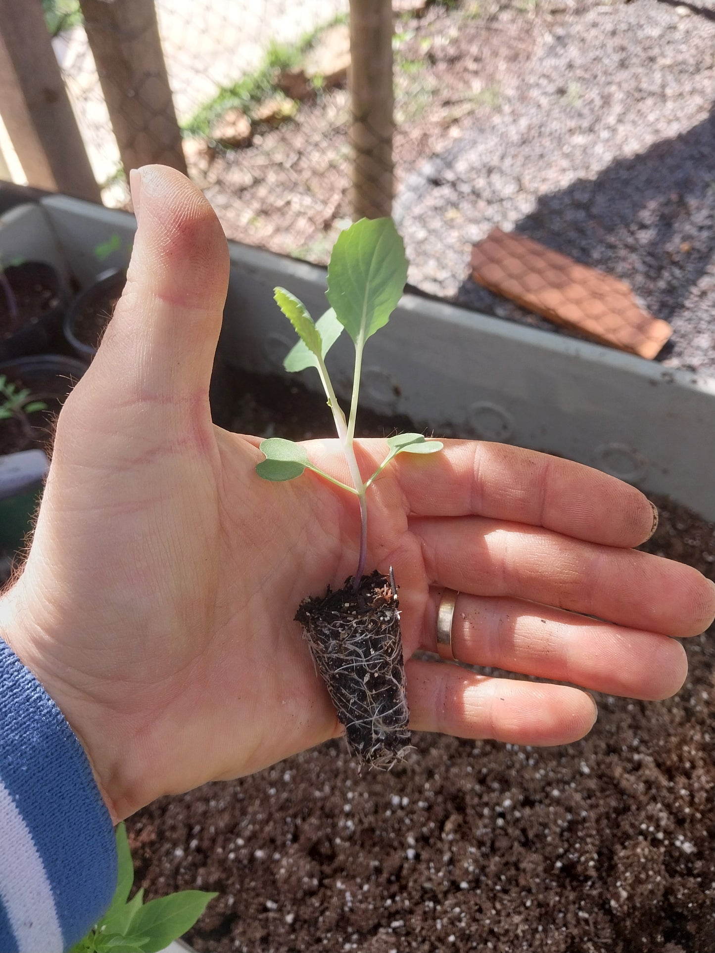 Plantin de Repollo Morado